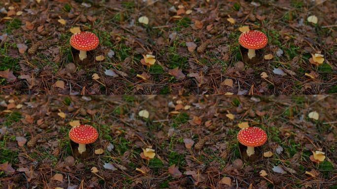 美丽的苍蝇木耳在森林边缘，叶子，针和锥体附近的蘑菇，秋天的森林。带红帽子和白点的毒蘑菇，危及生命的蘑
