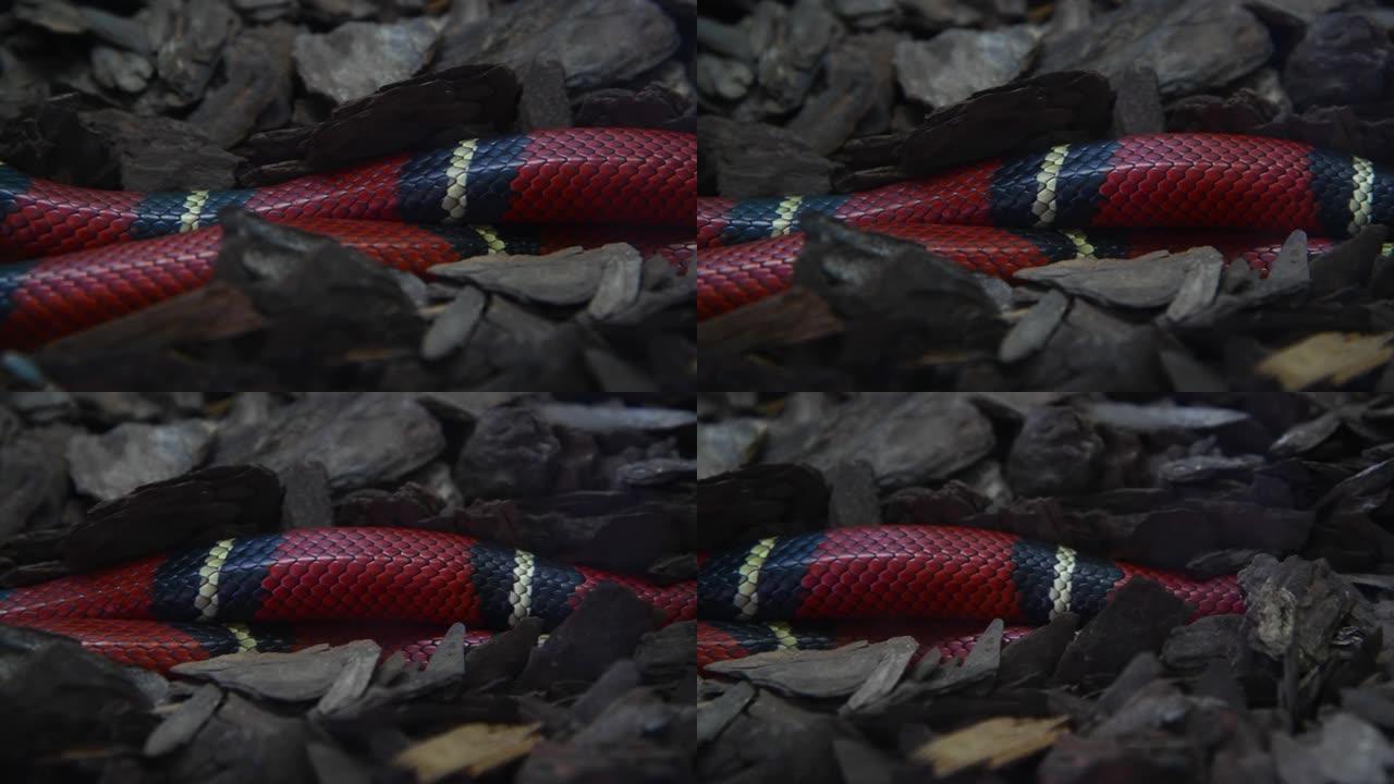红王蛇皮