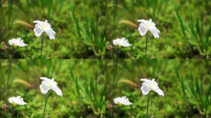 白色鸢尾花瓣在风中飘扬