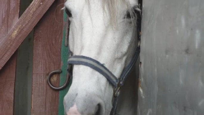 白天从篱笆后面窥视的白色纯种马的头部特写。养马场概念。赛马护理。骑马训练