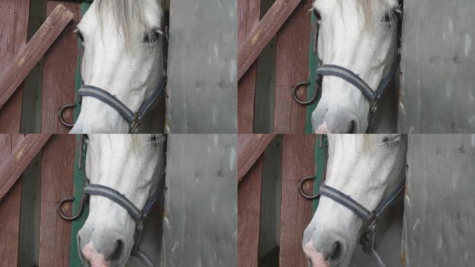 白天从篱笆后面窥视的白色纯种马的头部特写。养马场概念。赛马护理。骑马训练