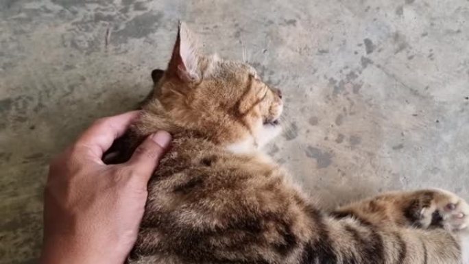 玩猫，抓下巴，抚摸头，抚摸背，泰国猫