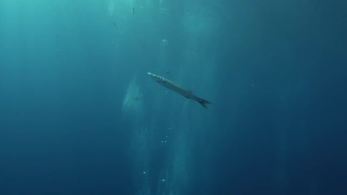 水下场景 -- 独自梭鱼游到海面