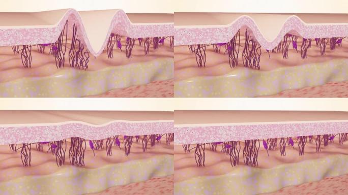 皮肤再生过程3D动画。皱纹平滑。胶原蛋白和弹性蛋白纤维的重建。护肤概念。4K