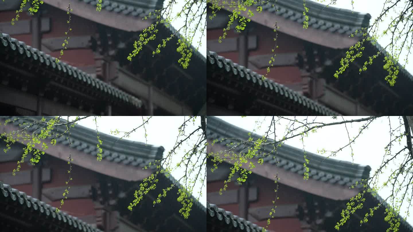 杭州钱王祠春季清明节雨天古建筑自然唯美