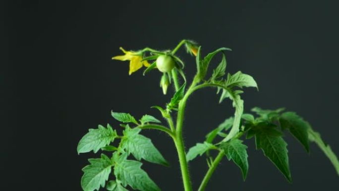 一步一步地从种子中种植西红柿。第12步-第一朵花和第一个西红柿
