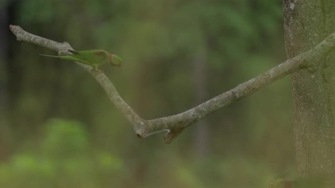 亚历山德琳鹦鹉，斯里兰卡
