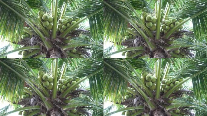 树上的年轻椰子