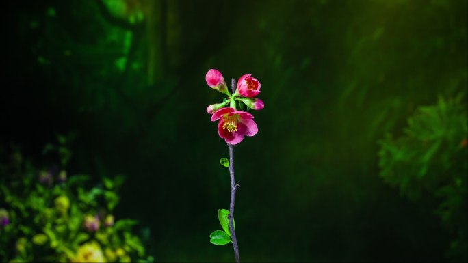 海棠花延时摄影