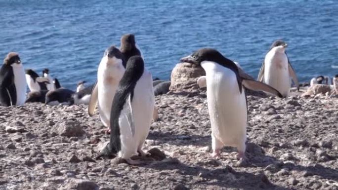 阿德利企鹅站在南极半岛夏天的海滩附近