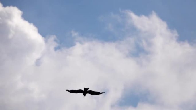 鹰剪影在天空中飞舞云彩