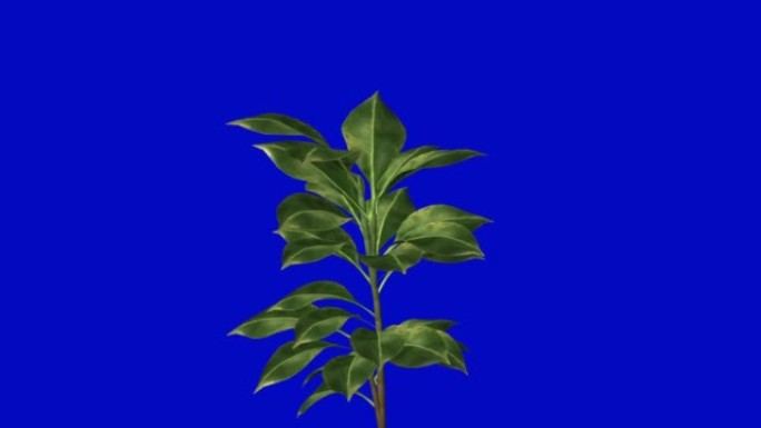 在蓝色背景上挥舞植物的叶子