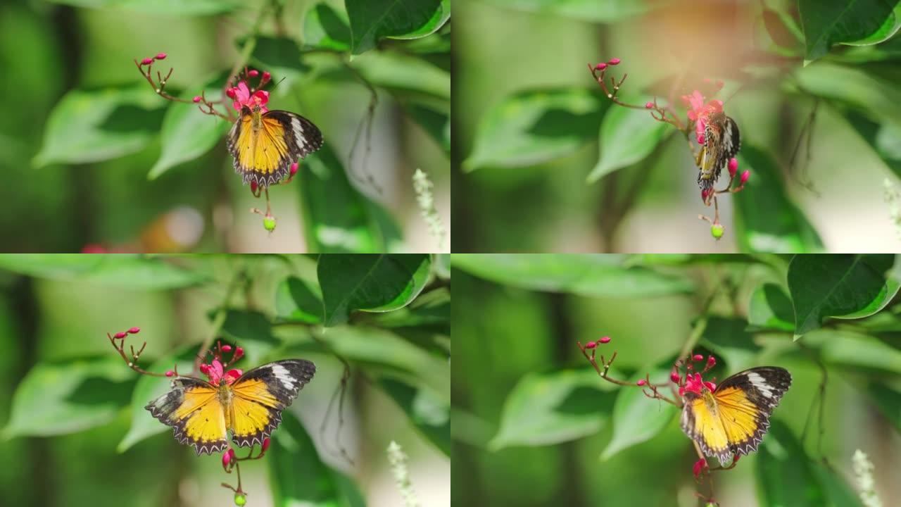 黑色和橙色的蝴蝶从红花中吸食花蜜。断翅蝶代表美。那不一定是完美的