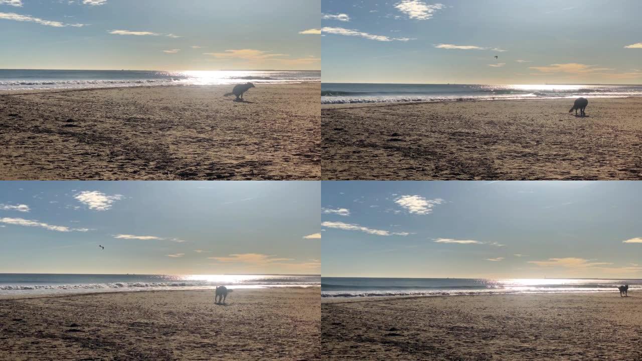 狗在海滩上拉屎