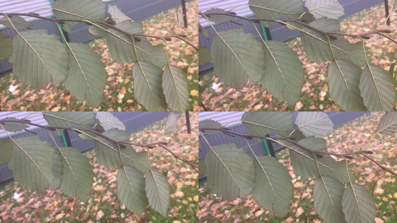 灰al-树枝和叶子的底面
