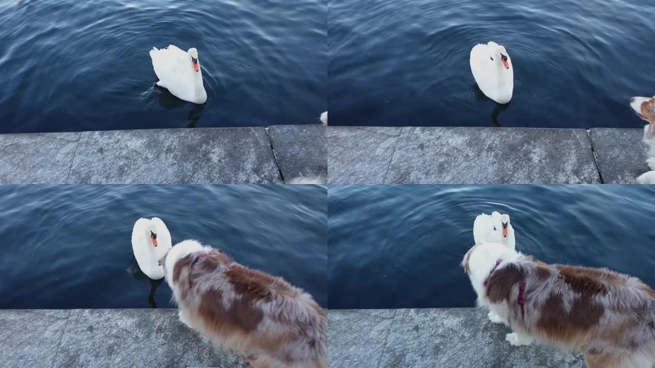 激进的澳大利亚牧羊犬在漂浮在水面上的天鹅吠叫
