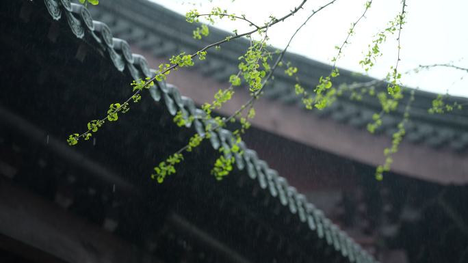 杭州钱王祠春季清明节雨天古建筑自然唯美