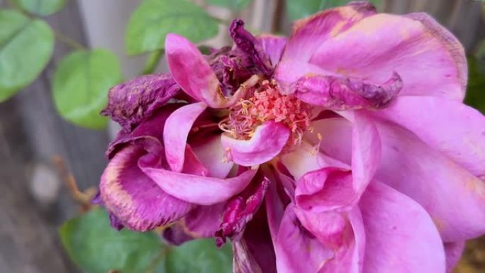 枯萎的粉红色玫瑰花的细节特写镜头