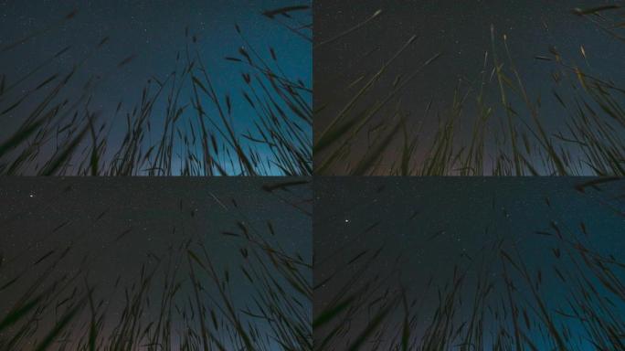 在夏季农业季节，在绿色的年轻麦田上方有4k的星空和发光的星空。农业背景时间流逝，时间流逝，时间流逝。