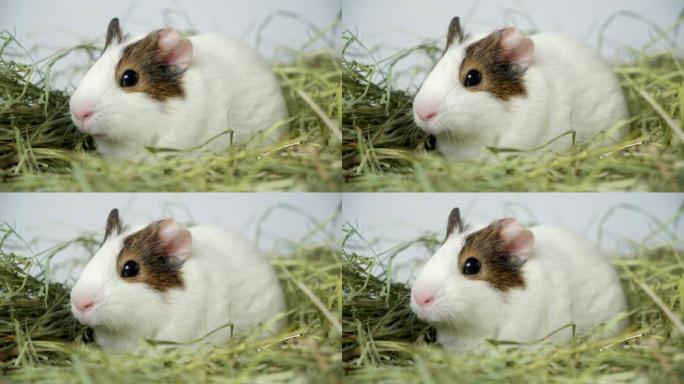 一只小白豚鼠吃干草。