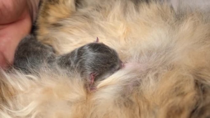 刚出生的小猫正在吮吸乳汁。小灰猫趴在妈妈身上。猫喂小可爱的新生小猫。哺乳小猫的妈妈。家畜。午睡时间。