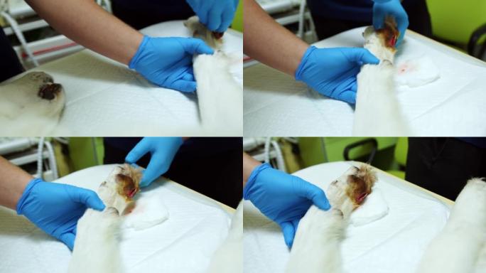 兽医医生拿着一只白色的狗爪，用棉花擦拭，用酒精冲洗，在手术前在桌子上准备狗爪