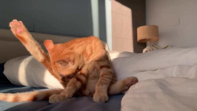 美丽的红猫早上在床上舔他的皮毛4K