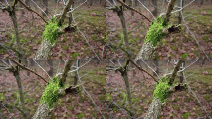 树枝上美丽的绿色苔藓特写拍摄于秋天
