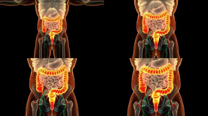 人体消化系统大肠解剖动画概念