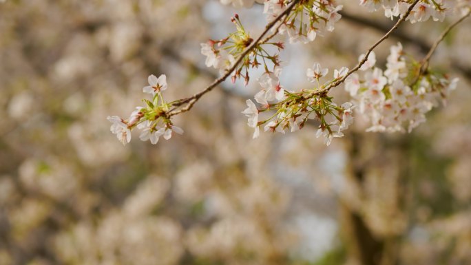 玉渊潭公园 樱花