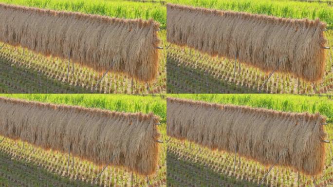 收获的稻穗在稻田上自然干燥