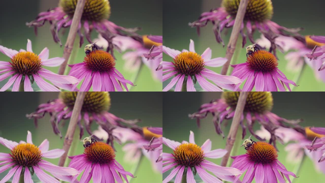 几朵锥形花中的大黄蜂
