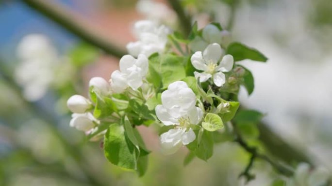 早春树上白色盛开的花蕾和花朵。苹果树花。