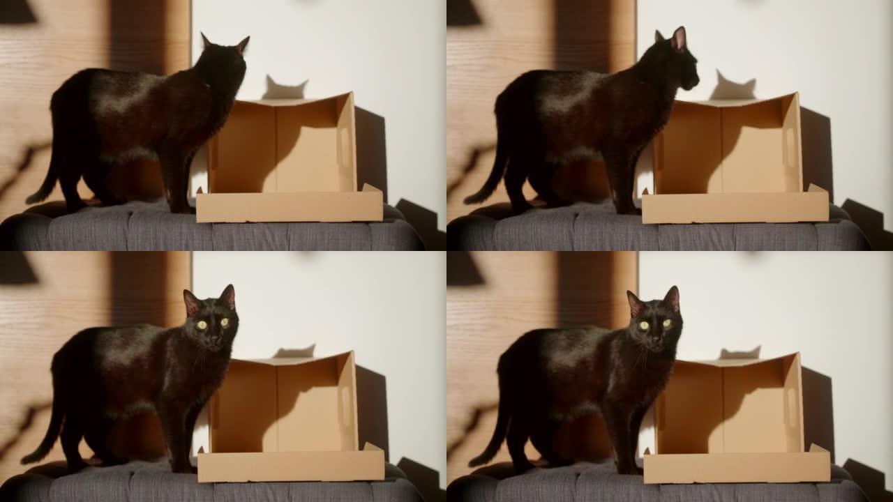 黑猫看着相机小猫咪特写实拍素材