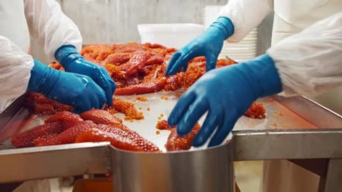海鲜生产加工厂的员工分类红鲑鱼鱼子酱