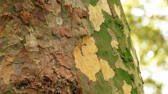 梧桐树剥皮的斑点自然模式