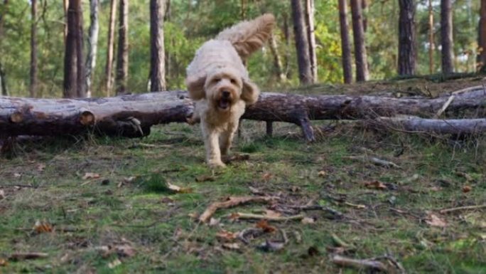 一只金狗在森林里跳过树干的慢动作镜头。