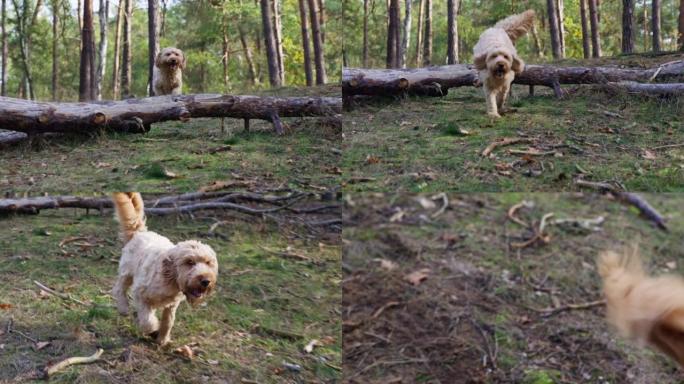 一只金狗在森林里跳过树干的慢动作镜头。