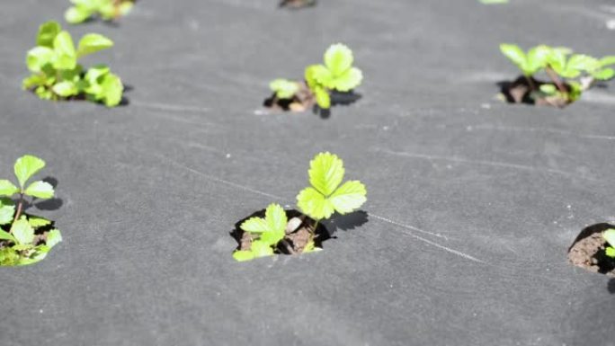 草莓芽在花园床上随风摇曳的特写镜头，户外覆盖着特殊的温暖材料。园艺概念。