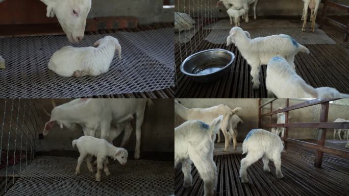 山羊 哺乳期母羊 两日龄羔羊 病羊 卧地