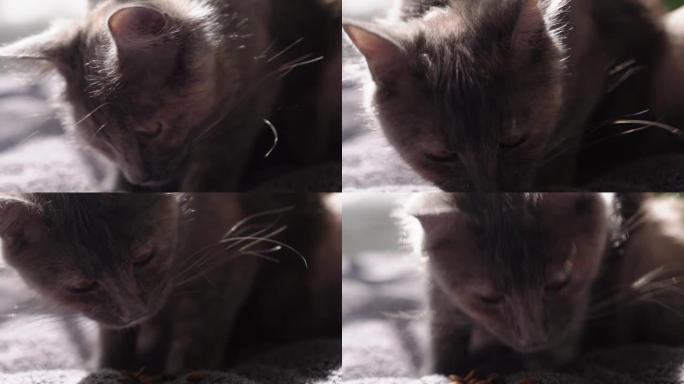 大灰猫坐在家里的床上。可爱的饥饿猫想吃。干饲料和虎斑猫。猫从碗里吃有食欲的食物，峡谷然后离开。宠物舔