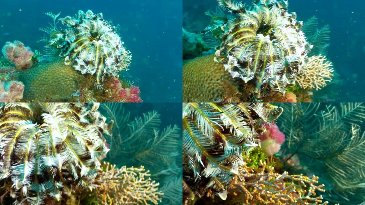 Klunziger的羽毛星 (Lamprometra klunzingeri) 点角角质珊瑚 (Cl