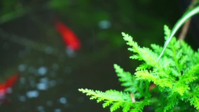 雨落在金鱼池上的风景