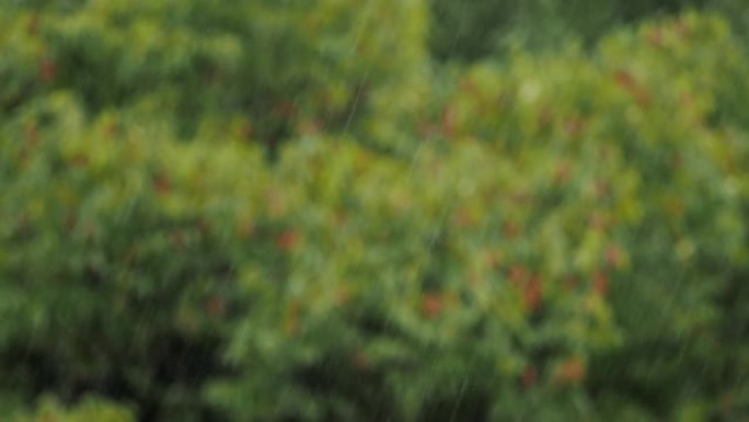 Heavy rain on forest background