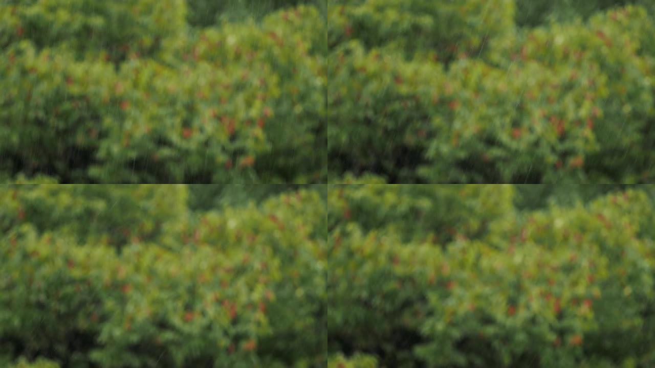 Heavy rain on forest background