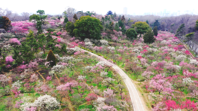 梅花山 初春漫山遍野梅花盛开