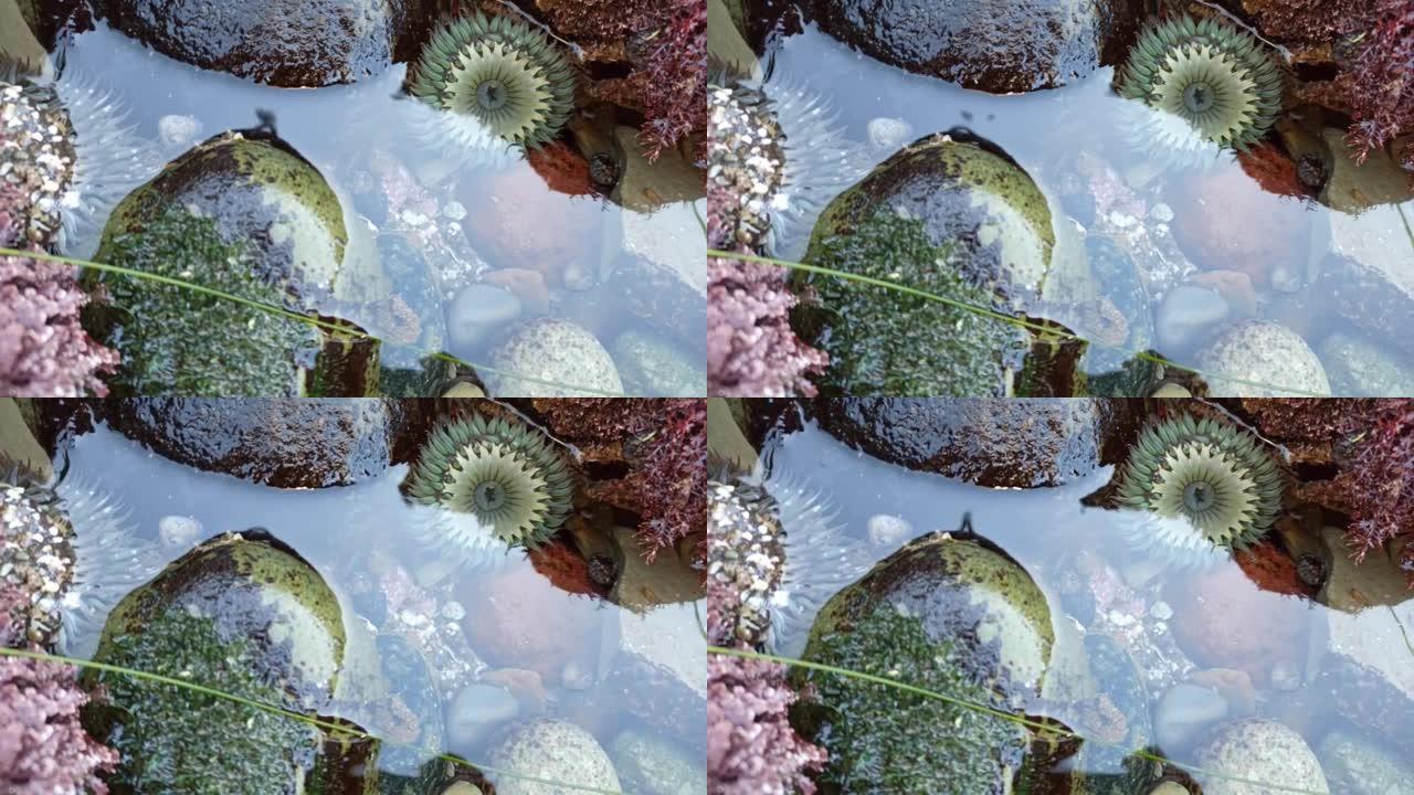 海葵触角在潮池水中，海葵在潮池水中。猕猴桃