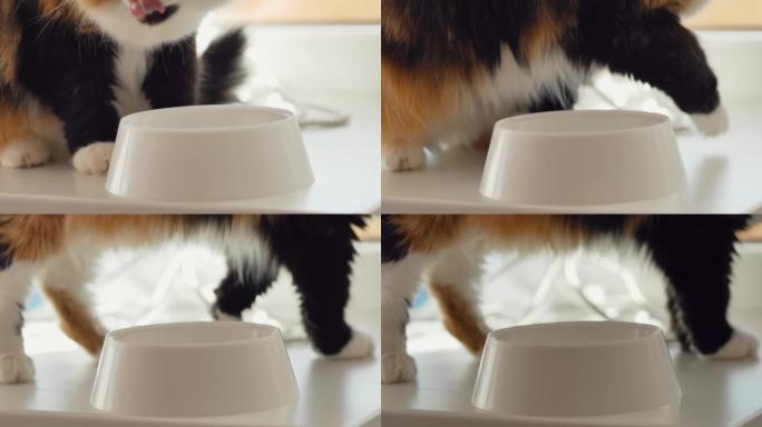 三色猫从窗台上的白色塑料碗中吃干粮，舔嘴唇，转身离开