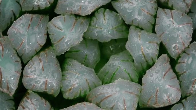 多汁的Haworthia obtusa，顶视图特写镜头，缓慢旋转，斐波那契黄金比例概念。