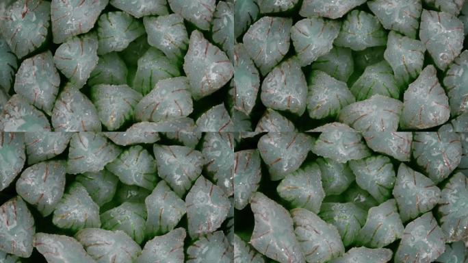 多汁的Haworthia obtusa，顶视图特写镜头，缓慢旋转，斐波那契黄金比例概念。